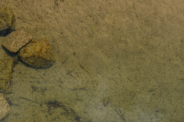 Minnows swimming in clear water