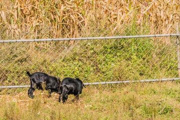 Black goats feeding next to a fence