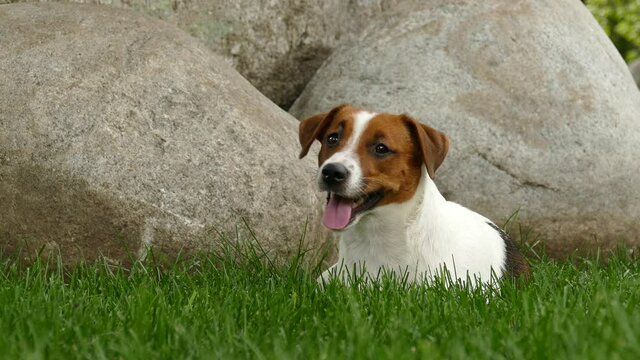 Happy terrier puppy outdoors in park