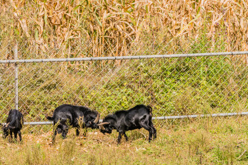 Black goats feeding next to a fence
