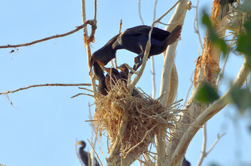 Cormorant Feeding Babies