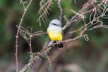 Naklejka premium Cotovia