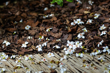 Vernicia fordii in the park.
