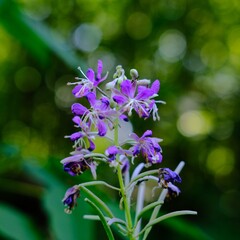 lilac flowers in the garden