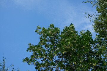 sky and tree