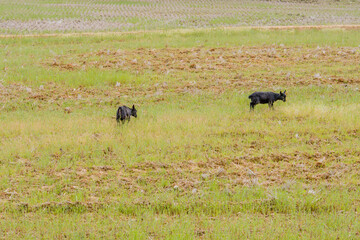 Two young black Bengal kids