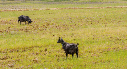 Fototapeta na wymiar Two adult black Bengal goats