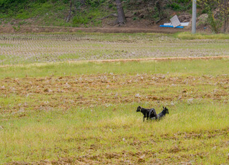 Two young black Bengal kids
