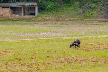 Black Bengal goat straining against rope
