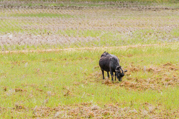 Adult black Bengal goat with horns