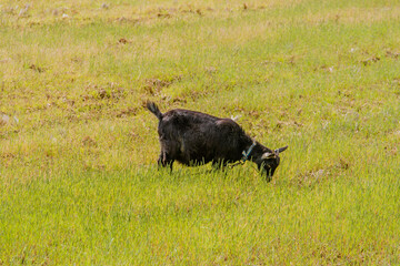 Adult black Bengal goat with horns