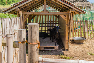 Black Bengal goats in wooden shelter