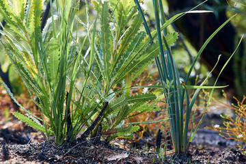 Australian native plants - banksia and grasses - rejuvenating following bushfire; taken at ground level, in sandy coastal scrubland or 'wallum', near Wooloweyah and Angourie, NSW.
