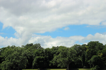 Fototapeta na wymiar Green Trees and Cloudy Skies