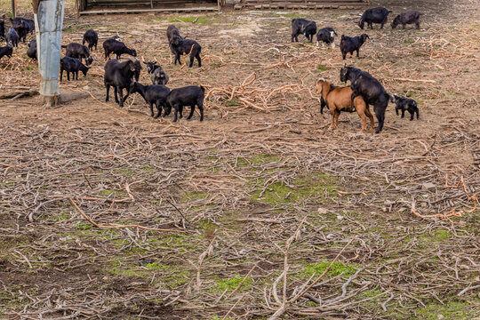 Herd of black Bengal goats
