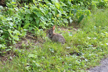 Baby Bunny in the Grass