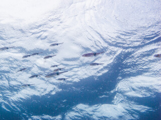 A school of squid swimming near the water surface. Kushimoto, Wakayama, Japan