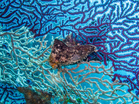 Swift wing oyster, Pteria pease,  on both sides of the colorful sea fan.