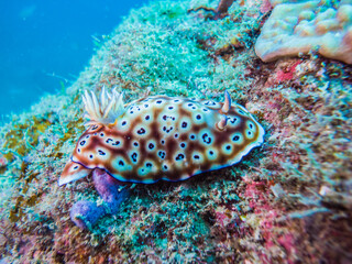Nudibranch, Goniobranchus leopardus (Rudman, 1987) , on the rock. Kushimoto, Wakayama, Japan