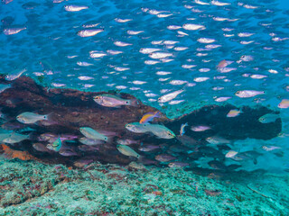 A school of Spotnape cardinalfish. Science name: 
Ostorhinchus notatus (Houttuyn, 1782). Kushimoto, Wakayama, Japan