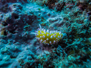 Fototapeta na wymiar Nudibranch, Cadlinella ornatissima (Risbec, 1928), on the coral reef. Kushimoto, Wakayama, Japan