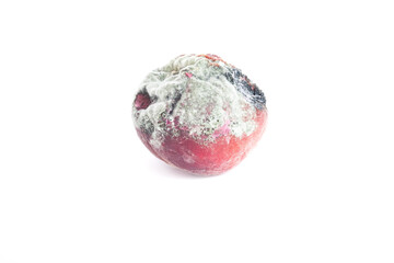 Damage to the peach by mold spores, 