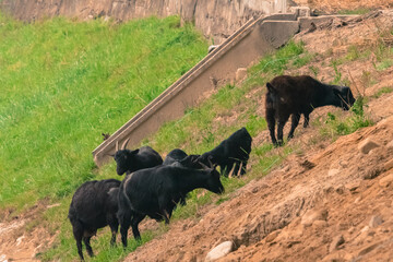 Black goats on rocky hillside