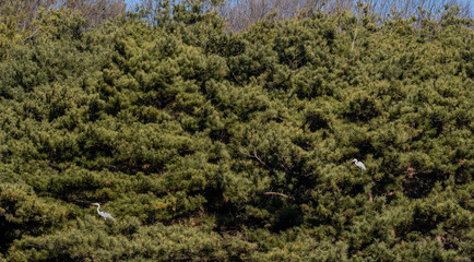 Two gray heron perched on branches