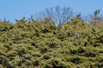 Two gray heron flying, third perched