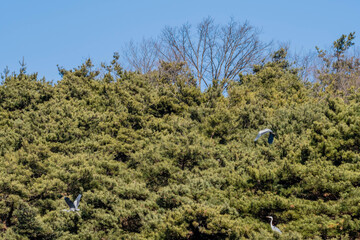 Two gray heron flying, third perched