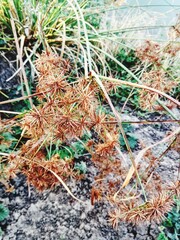 Cyperus strigosus or False nutsedge, plants that have very beautiful flowers like needles