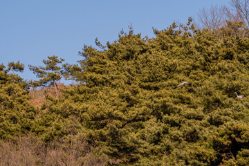 Two heron, one flying