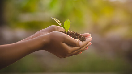 Hands holding  young plant in nature background