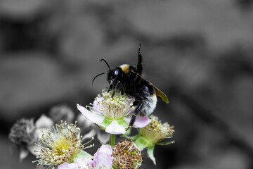 Bee on flower