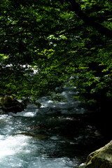 Obraz premium 渓流と青もみじ