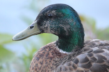 Duck