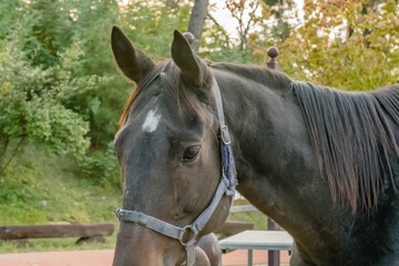 Closeup portrait of adult horse wearing bridle.