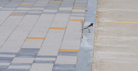 Japanese Wagtail standing on curb