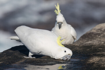 Sulphur-crested Cockatoo drinking
