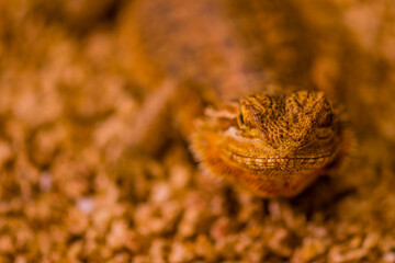 Golden young bearded dragon.