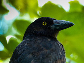 Pied Currawong (Strepera graculina)