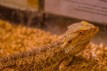 Golden young bearded dragon.