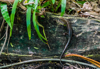 Small lizard on the side of a fallen tree