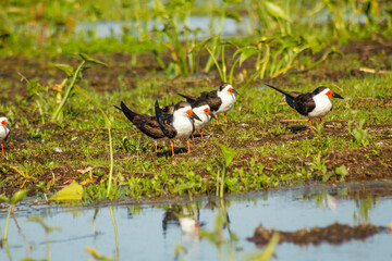 Group of Black Skimmer birds on a sand bank on the margins of a river from Ibera Wetland. - obrazy, fototapety, plakaty