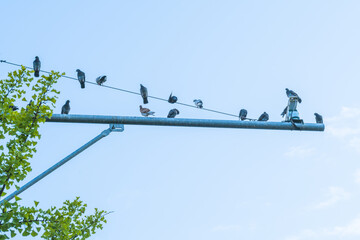 Fototapeta na wymiar Pigeons sitting on metal traffic pole