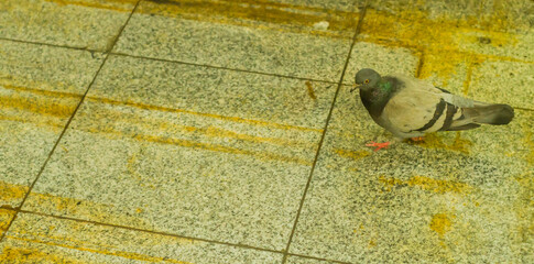 Pigeon inside train station