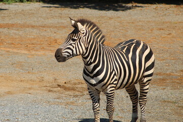Fototapeta na wymiar Zebra at the zoo.