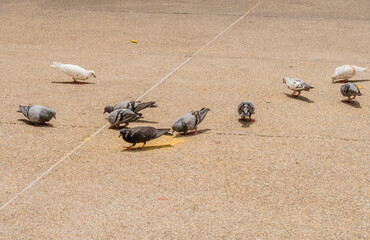 Flock of pigeons eating grain