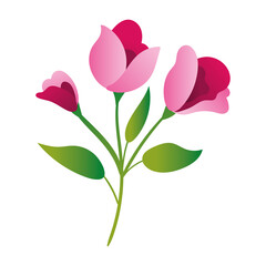 beautiful roses flowers and leafs garden gradient style icon