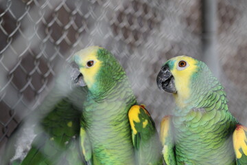 Green Parrots.